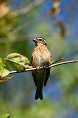 Close up of a female Rose breasted Grosbeak bird perched on a branch overhead