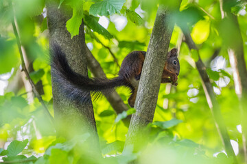 Eichhörnchen mit Haselnuss im Maul sitzt auf einem Ast im Gebüsch