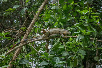 Green iguana, Iguana iguana, portrait of orange big lizard in the dark green forest, animal in the nature tropical forest habitat, Corcovado National Park, Costa Rica.