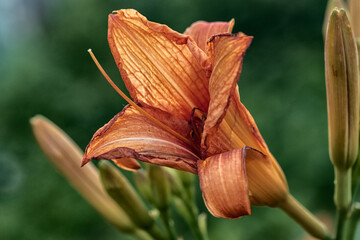 Macro shot of a daylily.