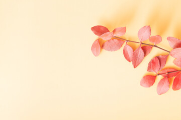 Red Autumn Fall Leafs on yellow background with copy space