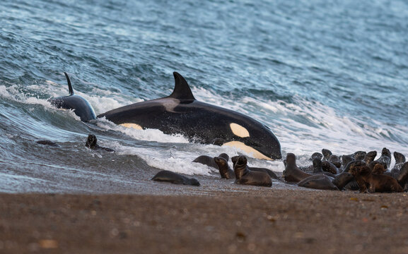 Orca. Moments before the attack.