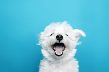 A white dog sitting and smiling on a blue background