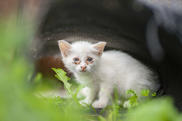white Kitten with conjunctivitis eye inflammation