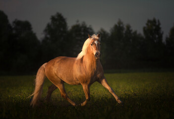 Haflinger horse with white mane is running on the sunset - 634381251