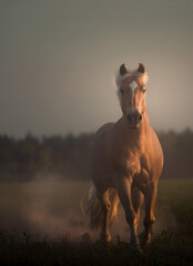 Haflinger horse with white mane run forward - 634381253
