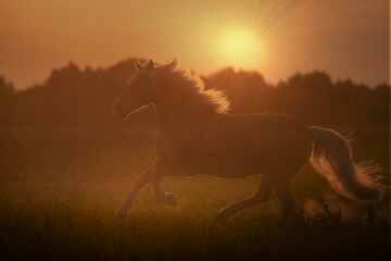 Haflinger horse with white mane is running on the sunset - 634381278
