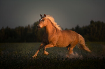 Haflinger horse with white mane is running on the sunset - 634381287