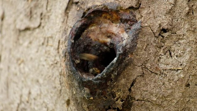 Guard Duty is responsible for protecting the beehive. Usually found at the entrance to the hive to prevent bees from other hive or other bee enemies come to steal the nectar in the hive.
