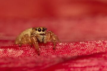 Jumping spider on a red leaf