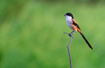 Long-tailed Shrike ( Lanius schach ) perched on dry tree branches in the meadow , thailand