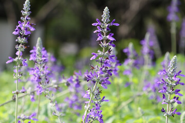 Salvia blue decorate in the garden bright and beautiful color in nature background