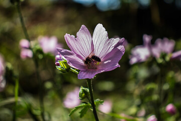 pink cosmos flower