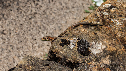 lizard on the stone