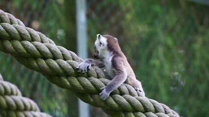 Cub of the Madagascar lemur catta in a zoo in Germany. 