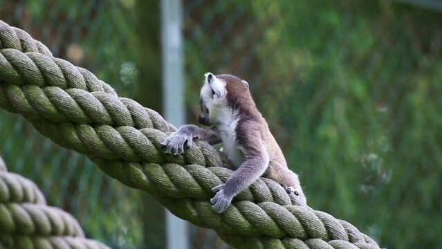 Cub of the Madagascar lemur catta in a zoo in Germany. 