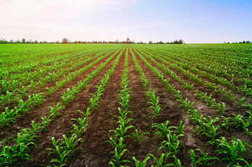 Fototapeta na wymiar Green corn field with rural sunset