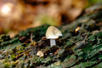 mushrooms on a tree