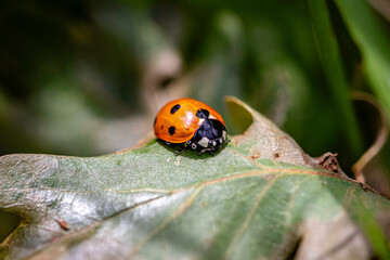 ladybird on a leaf