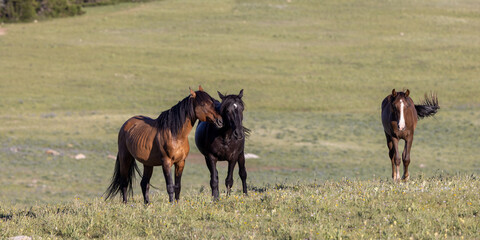 Wild Horses in the Pryor Mountains Montana in Summer