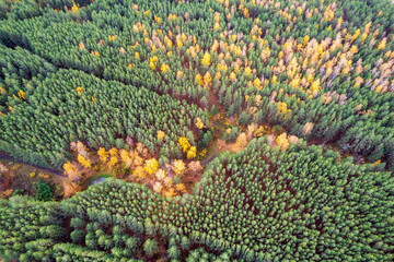 aerial view of the autumn mixed forest