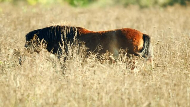 Closeup sunlit wild exmoor pony horse walking around meadow on the middle of pasture area in late autumn nature habitat in Milovice, Czech republic. Protected animals considered as horse ancestor
