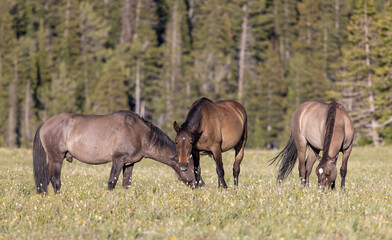Fototapeta premium Wild Horses in the Pryor Mountains Montana in Summer