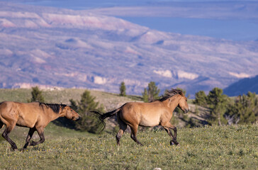 Wild Horses in the Pryor Mountains Montana in Summer