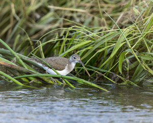 An immature/nonbreeding Spotted Sandpiper looks for a meal at the water's edge.