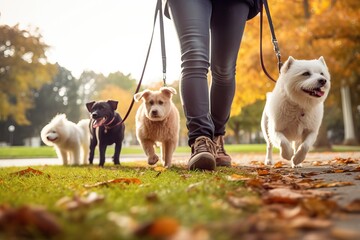 Professional Dog Walkers. Dog Walking Business, Services. Professional dog walker, pet sitter walking with different breed and rescue dogs on leash at city park - obrazy, fototapety, plakaty