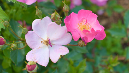Two pink rose flowers in the park