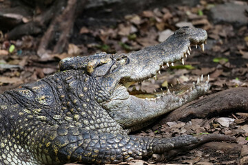 Close up crocodile is action show head in garden