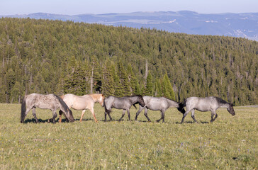 Fototapeta premium Wild Horses in the Pryor Mountains Montana in Summer