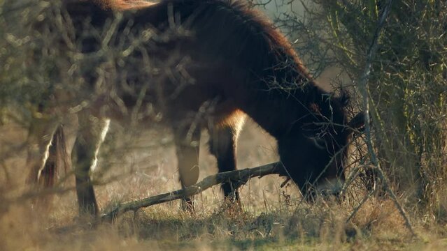 Closeup sunlit wild exmoor pony horse scratching by dry tree trunk in bush on the middle of pasture in late autumn nature habitat in Milovice, Czech republic. Protected animals considered as ancestor