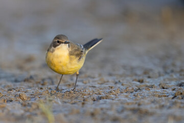 Western yellow wagtail, Motacilla flava in Italian rivers.