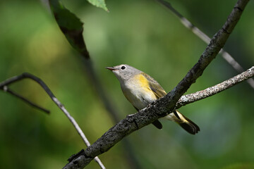 Close up of a colorful female American Redstart Warbler bird sits perched on a branch in the forest