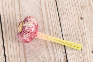 Young fresh garlic for cooking