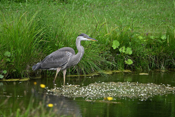 Summer scene of a Great Blue Heron bird hunting for food along the edge of a river 