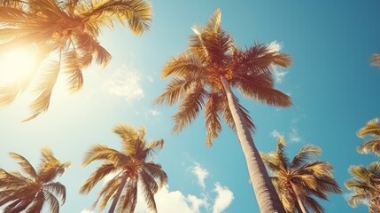 Fototapeta na wymiar Palm trees background