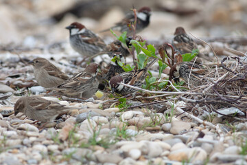 Birds