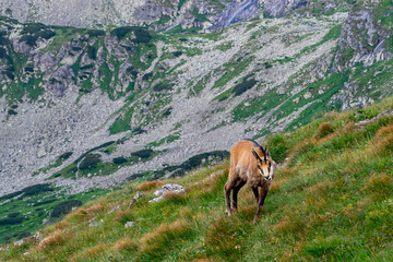 Kozica © lysy33331