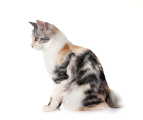 Kurilian Bobtail in studio