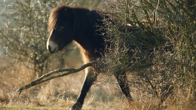 Closeup sunlit wild exmoor pony horse scratching by dry tree trunk in bush on the middle of pasture in late autumn nature habitat in Milovice, Czech republic. Protected animals considered as ancestor