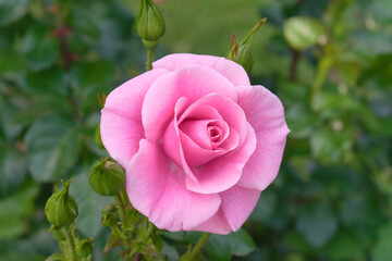 Single pink rose in garden
