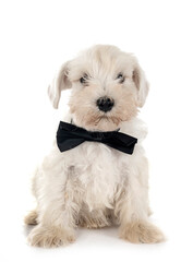 miniature schnauzer in studio