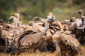 
Vultures, scavenging birds in northern Spain