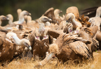 
Vultures, scavenging birds in northern Spain