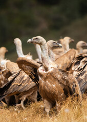 
Vultures, scavenging birds in northern Spain