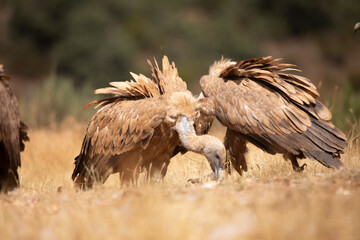 
Vultures, scavenging birds in northern Spain