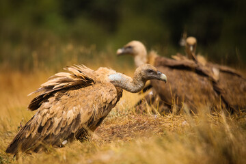 
Vultures, scavenging birds in northern Spain
